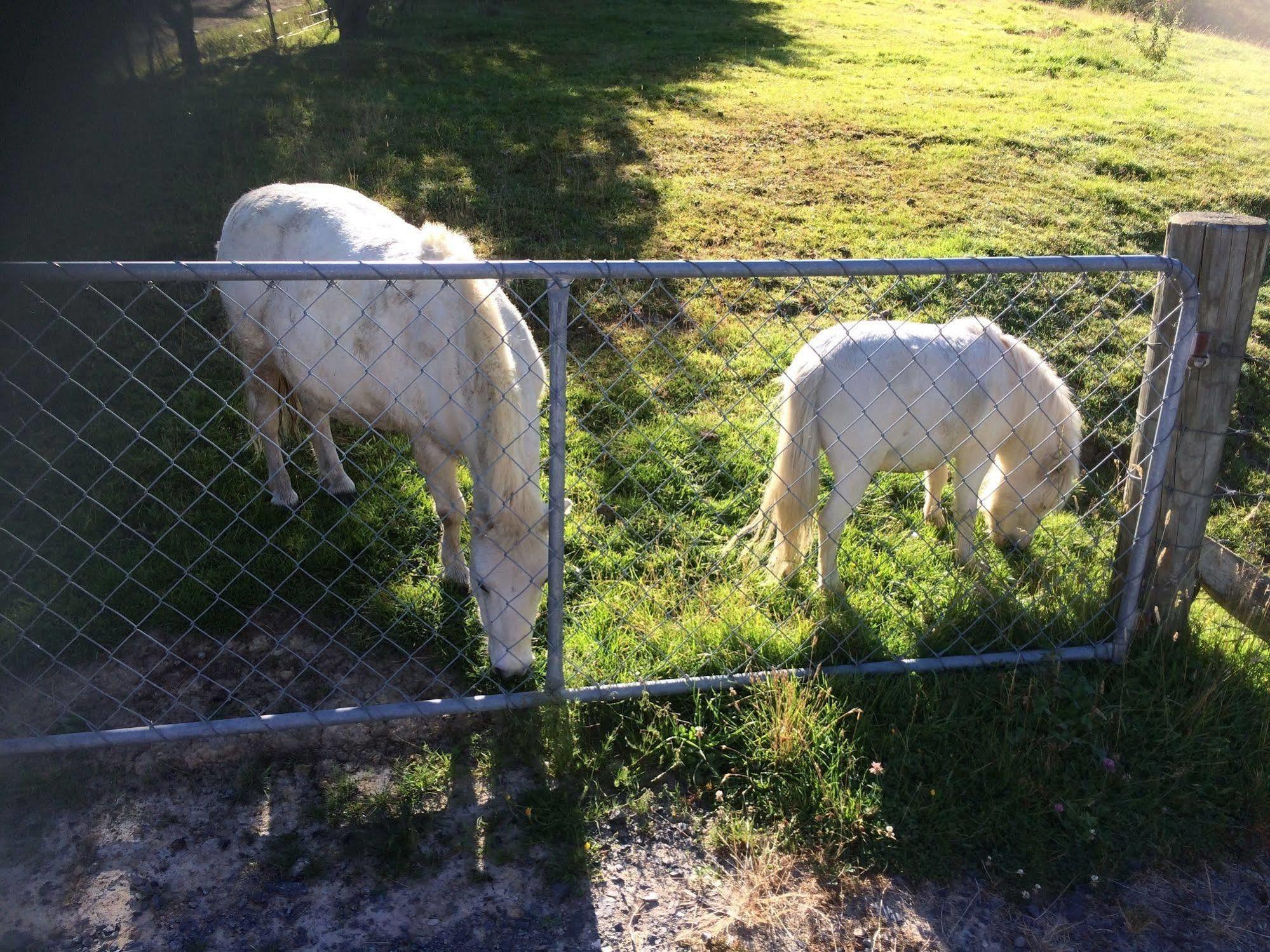 Hunters Moon Villa Mosgiel Luaran gambar